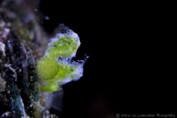 Green hairy shrimp with parasite by Edison So 